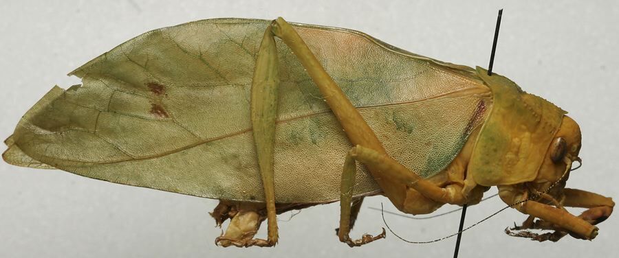 CollectionObject 1506757; 97b50063-313d-41ca-8bcc-95ac81dad82b: male, lateral view (holotype). (CollectionObject).