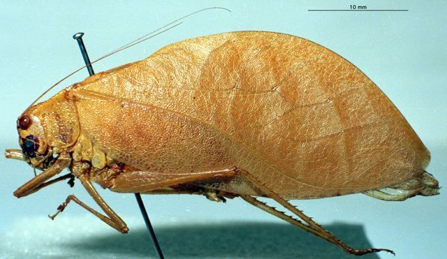 CollectionObject 1537325; 070e0881-c9f5-4127-9916-c5bb17ab4b06: male, lateral view (holotype). (CollectionObject).