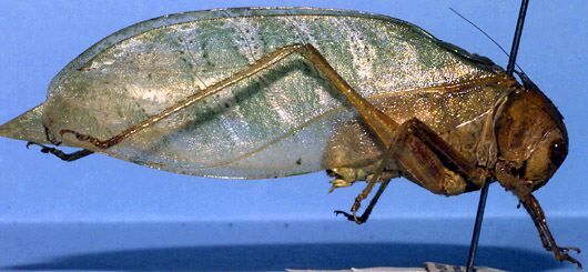 Tropicophyllum colosseum (Brunner von Wattenwyl, 1878): male, lateral view (from Colombia, Magdalena). (Otu).