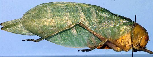Tropicophyllum sentum (Grant, 1958): male, lateral view (from Brazil, Rio de Janeiro). (Otu).