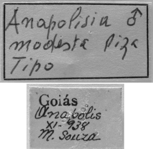 CollectionObject 1542797; 56644184-d939-4a52-8086-4714fb352281: male, labels (holotype). (CollectionObject).