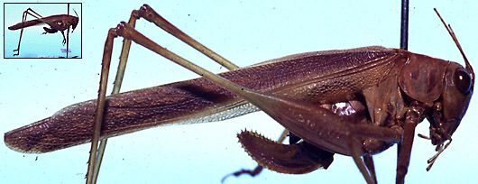 CollectionObject 1522504; 1dc85196-cd4b-4e72-986d-d3bc9c4b25e5: female, lateral view (holotype). (CollectionObject).