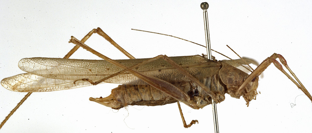 CollectionObject 1529757; f997218c-5776-447b-97fb-8bdf86d6667e: male, lateral view (holotype). (CollectionObject).