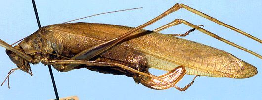 Dithela rectiloba Karsch, 1890: female, lateral view (from Cameroon, Lolodorf). (Otu).