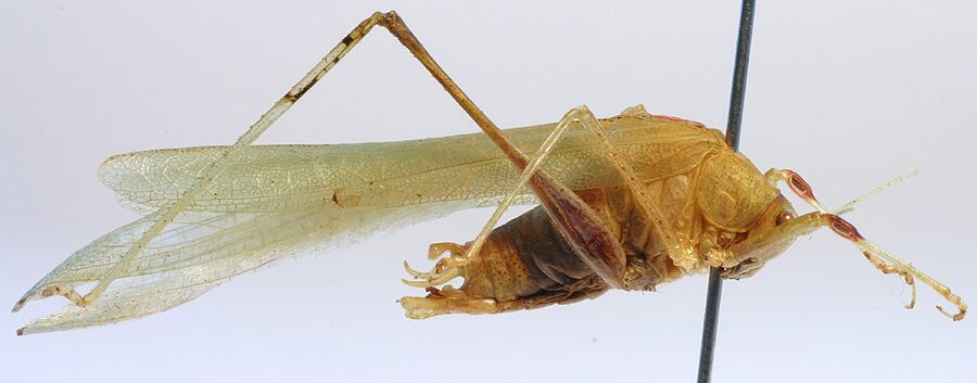 CollectionObject 1517268; 80261d55-b07d-419a-8c59-2d1a193f6886: male, lateral view (holotype). (CollectionObject).