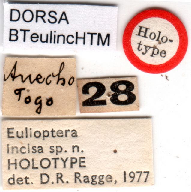 CollectionObject 1500548; ee2733ee-4654-48aa-8e6b-aa7fe5c21e3b, DORSA BTeulincHTM: labels (holotype). (CollectionObject).
