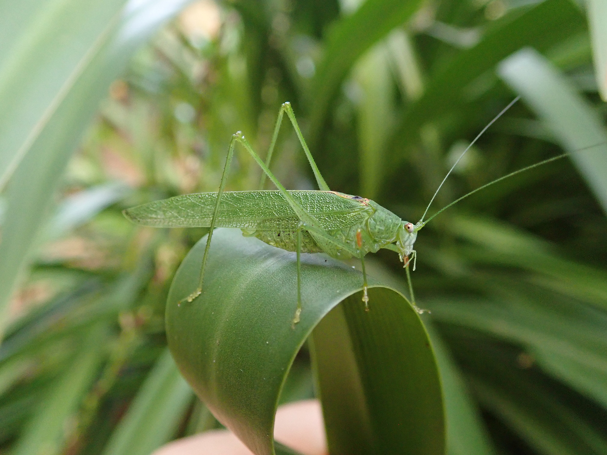 Eulioptera monticola Ragge, 1980: male (Nguru Mountains, January 2018). (Otu).