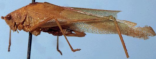 Eulioptera spinulosa Ragge, 1956: male, lateral view (paratype). (Otu).