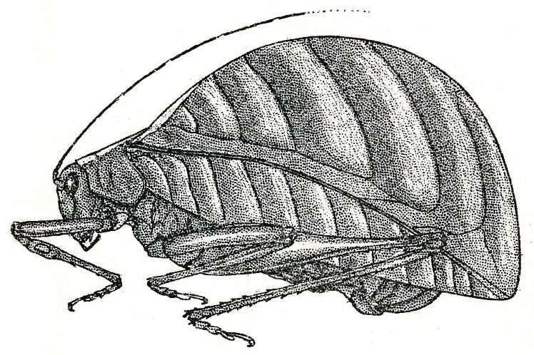 Eulophophyllum thaumasium Hebard, 1922: Pl. XII, Fig. 6 (after type). female, habitus (tegmina length 32.5 mm). (Otu).