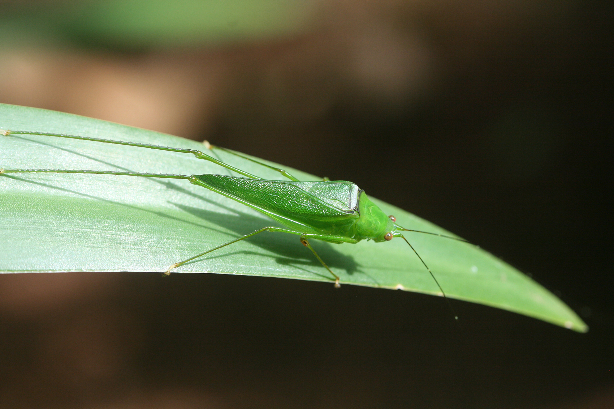 Euryastes jagoi Ragge, 1980: male (West Usambara Mountains, Lutindi, January 2016). (Otu).
