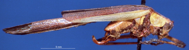 CollectionObject 1517290; 35b7aaec-21cf-4818-9d8a-eec55934539c: male, lateral view (holotype). (CollectionObject).