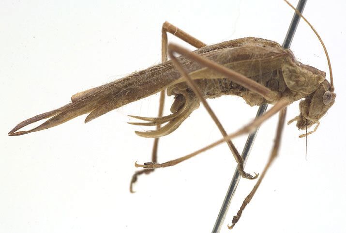 CollectionObject 1505671; 28519306-ddea-47ac-b60d-4e15b23395b5: male, lateral view (syntype). (CollectionObject).