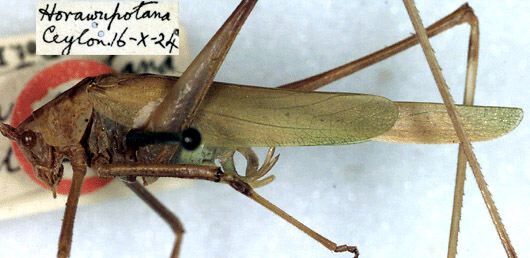 CollectionObject 1517291; 7972034a-ea1c-424c-9787-db5a5a0603f3: male (holotype). (CollectionObject).