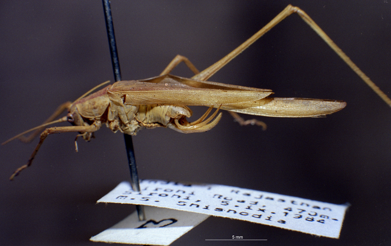 CollectionObject 1503855; 776e9d94-dad5-45fc-91d8-cd4b4412bd8c: male, lateral view (holotype). (CollectionObject).