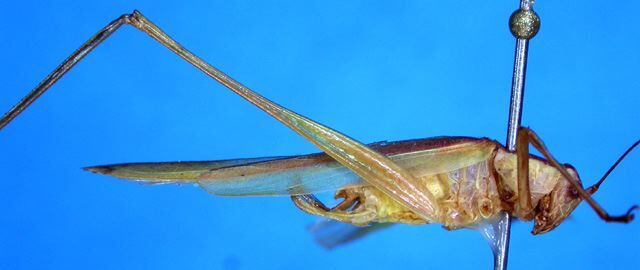 CollectionObject 1475835; b113f123-97eb-451c-b4e6-7554a326153b: male, lateral view (holotype). (CollectionObject).