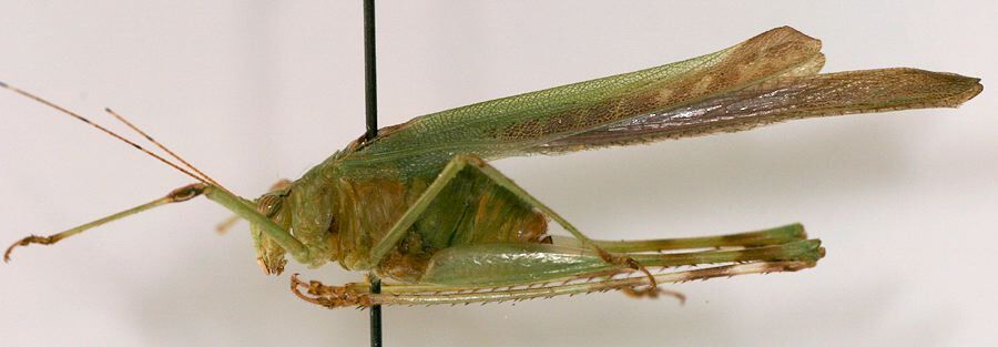 CollectionObject 1517300; a34d1882-9f54-45e6-bd9c-b18de8493ccb: male, lateral view (holotype). (CollectionObject).