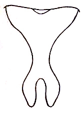 Scudderia cuneata Morse, 1901: Pl. IX, Fig. 3 (specimen from South Carolina). male, last abdominal tergite, dorsal view. (Otu).