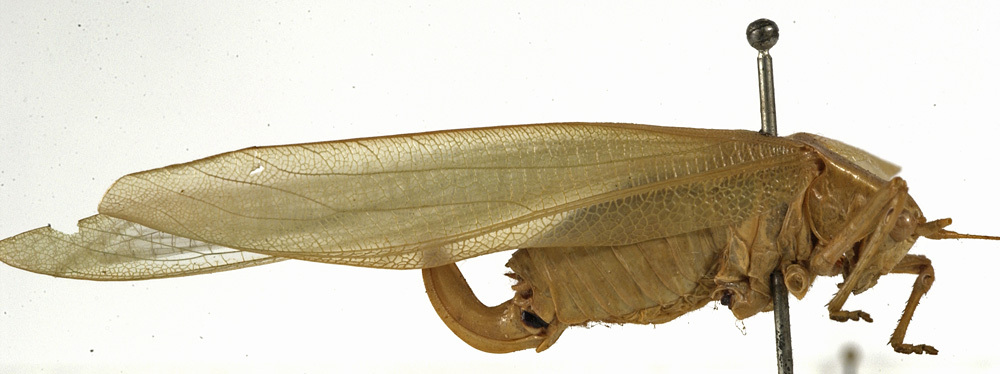 CollectionObject 1529812; 79356435-7401-44ff-9b97-fd157f4ca187: female habitus, lateral view (holotype). (CollectionObject).