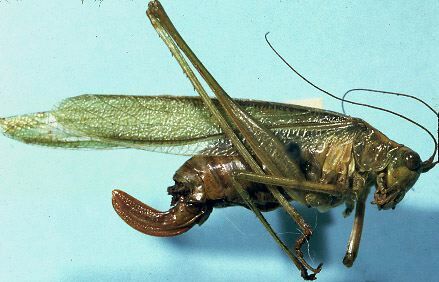 Scudderia fasciata Beutenmüller, 1894: female (syntype). (Otu).