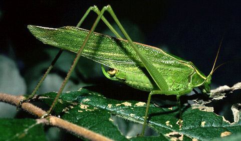 Scudderia furcata furcata Brunner von Wattenwyl, 1878: male (Storrs, CT, USA). (Otu).