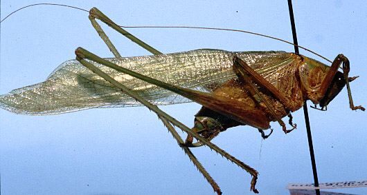 CollectionObject 1522716; b6c9b8d1-bb97-43f5-bc3e-42f16d615ccd: male, lateral view (holotype). (CollectionObject).
