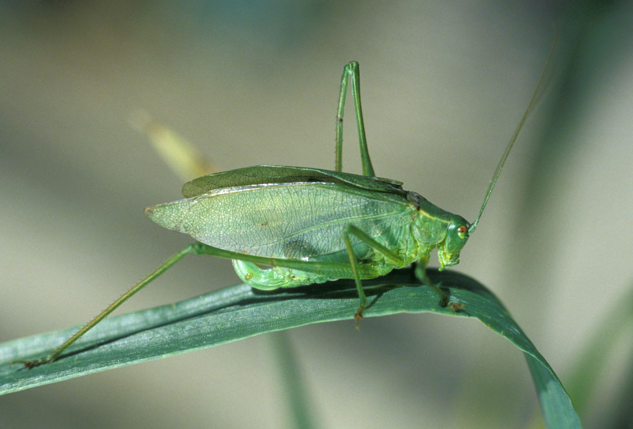 Scudderia pistillata Brunner von Wattenwyl, 1878: female from Val Marie, Saskatchewan, Canada. (Otu).