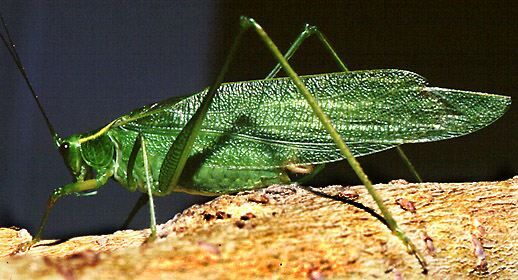 Scudderia septentrionalis (Serville, 1838): male (Connecticut, USA). (Otu).