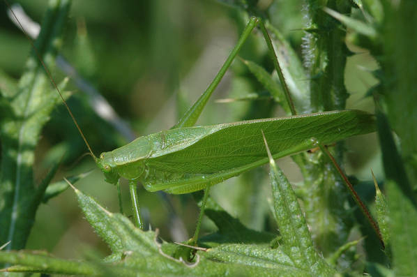 Scudderia texensis Saussure & Pictet, 1897: 3-Aug-05. female (from Ohio, Licking County). (Otu).