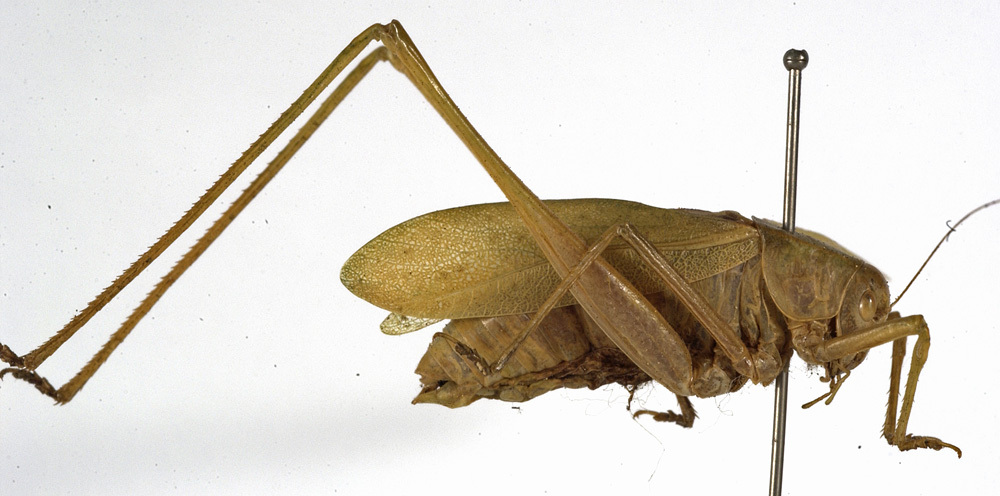 CollectionObject 1529745; aa5b5959-174f-444b-8c3f-d7e79605d711: male, lateral view (syntype). (CollectionObject).