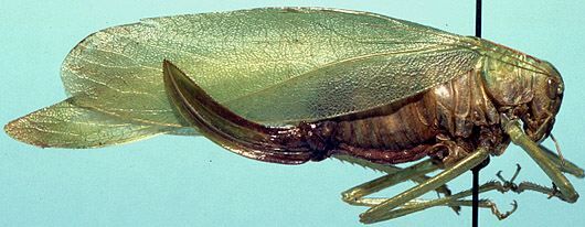 Amblycorypha carinata Rehn & Hebard, 1914: female, lateral view (allotype). (Otu).