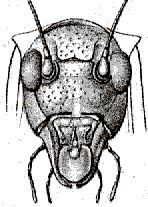 Amblycorypha huasteca (Saussure, 1859): head, frontal view. (Otu).