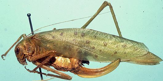 Amblycorypha insolita Rehn & Hebard, 1914: female, lateral view (allotype). (Otu).