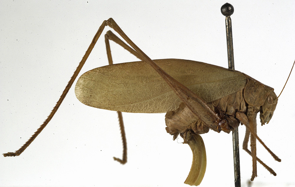 CollectionObject 1529744; 0d044ab5-02fe-4580-afa7-fff04e18d01c: female, lateral view (holotype). (CollectionObject).