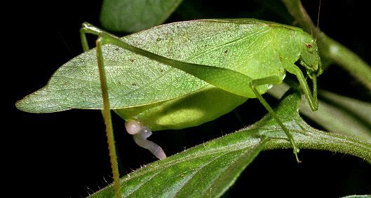 Amblycorypha oblongifolia (De Geer, 1773): female, with spermatophore (Ashford, CT, USA). (Otu).