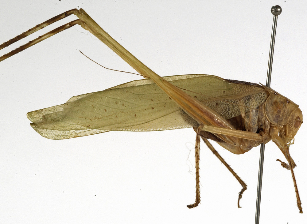 CollectionObject 1529746; 260ed734-1533-4300-b951-33b92b626d54: male, lateral view (holotype). (CollectionObject).