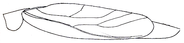 Amblycorypha uhleri Stål, 1876: Pl. XI, Fig. 36 (specimen from Texas). pronotum and wings, lateral outline. (Otu).