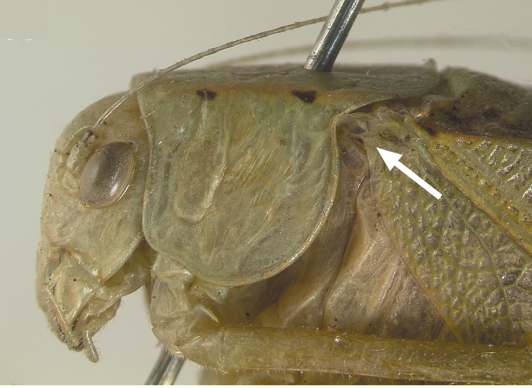 Amblycorypha arenicola Walker, 2004: Deep humeral sinus (white arrow) of lateral lobe of pronotum. (Otu).