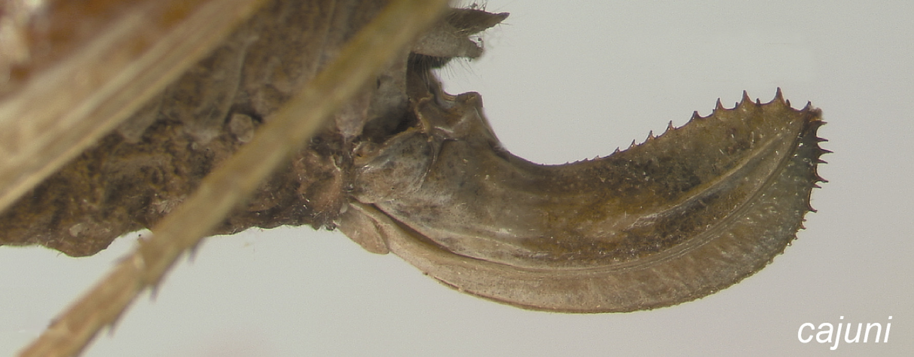Amblycorypha cajuni Walker, 2004: Ovipositor. (Otu).