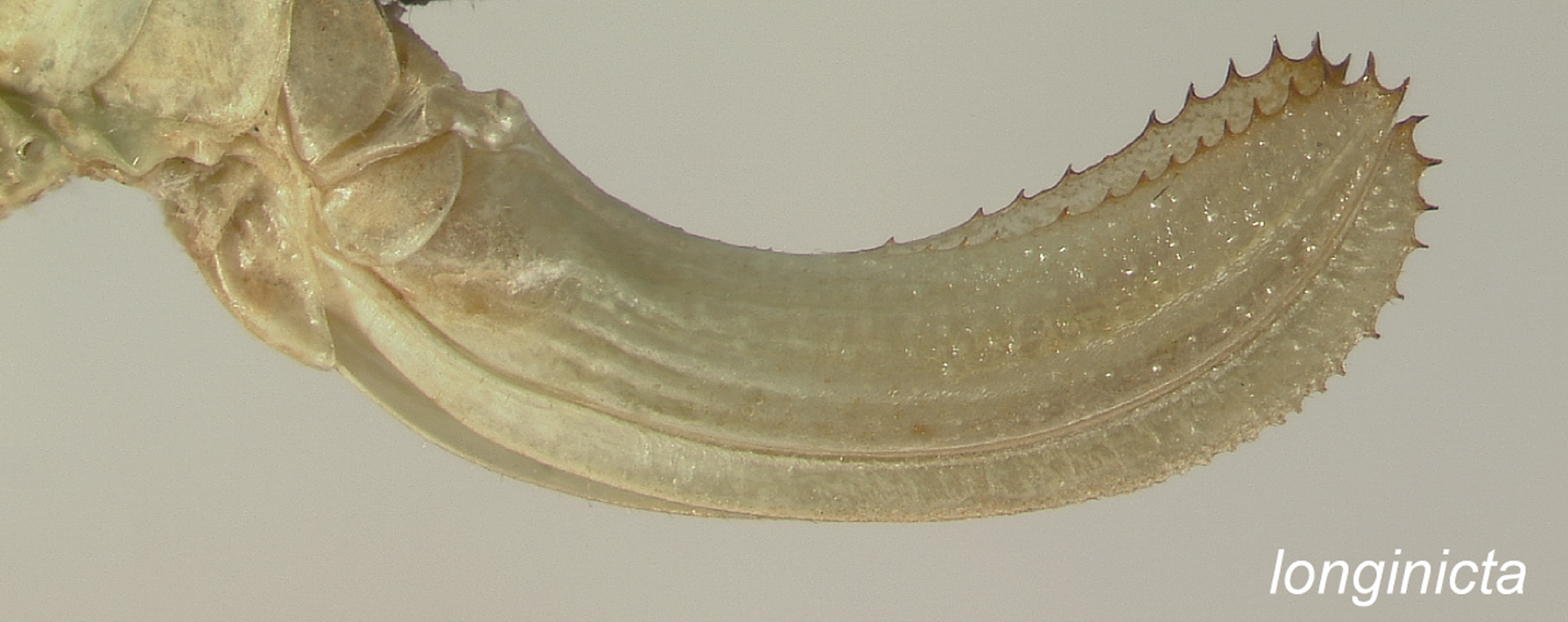 Amblycorypha longinicta Walker, 2004: Ovipositor. (Otu).