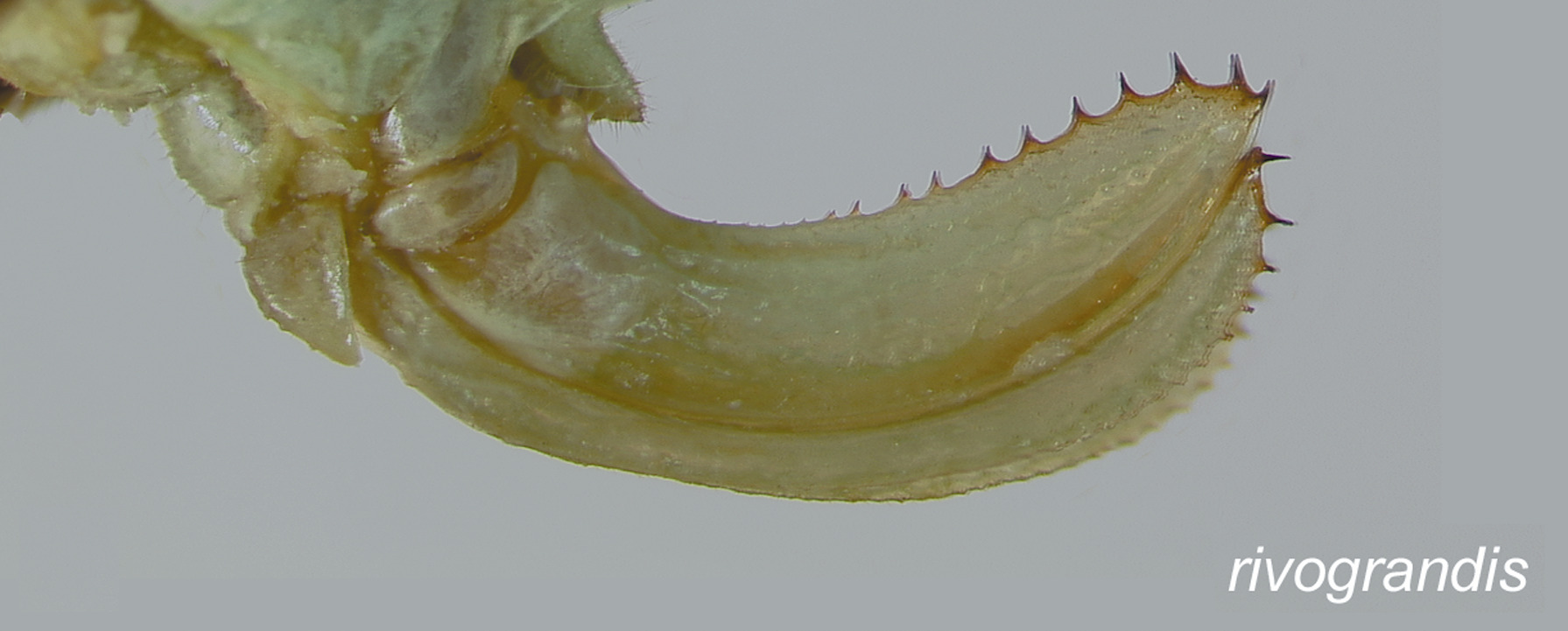 Amblycorypha rivograndis Walker, 2004: Ovipositor (allotype). (Otu).