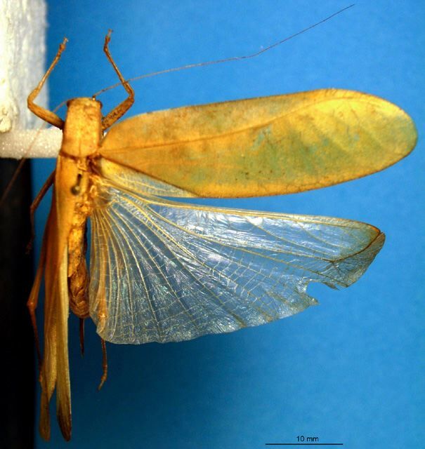 CollectionObject 1500549; 3c1db1cf-234e-4e31-aa2c-3931ee86fc71: female, dorsal view (holotype). (CollectionObject).