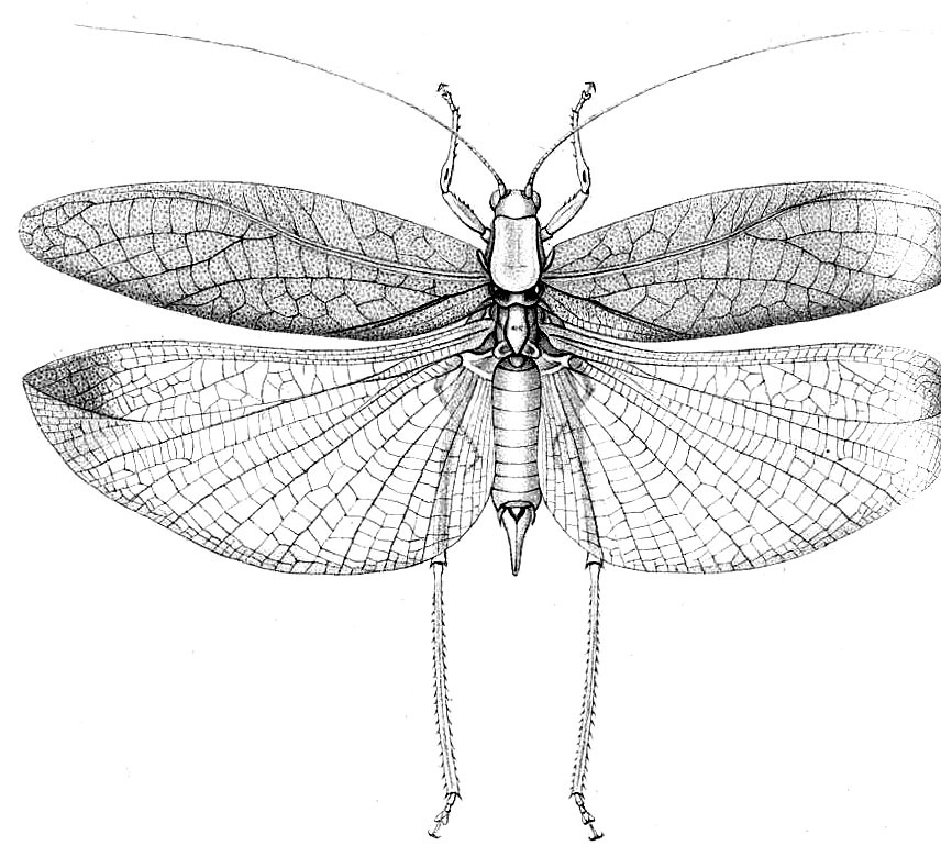 Eurycorypha aequatorialis Krauss, 1890: Pl. XLV, Fig. 9 [right margin cut]. female, dorsal view (green; body length 22 mm, pronotum 6 mm, tegmina 36 mm, hind femora 18 mm, ovipositor 7 mm). (Otu).