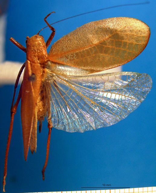 CollectionObject 1500550; cd97b0c7-9e6e-4e7a-9650-b242df88f6f8: female, dorsal view (holotype). (CollectionObject).