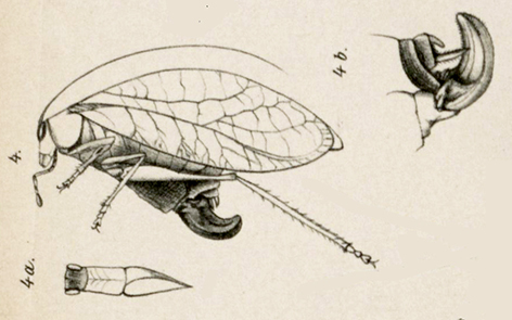 Eurycorypha brunneri Brancsik, 1893: female, habitus and ovipositor. (Otu).