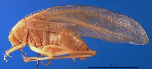 CollectionObject 1500551; e93eb878-cfd0-4cea-9971-e459bfd47108, DORSA BTeurcanS01: male, lateral view (holotype). (CollectionObject).