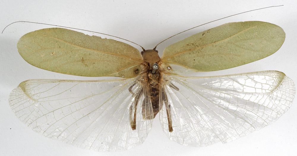 CollectionObject 1529760; c208e5c3-b81e-4864-9045-aa6c1325513d: male, dorsal view (holotype). (CollectionObject).