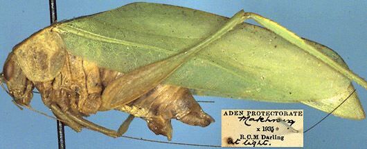 CollectionObject 1517282; a82fb544-ff4e-4afc-88b1-a825778a72b3: male, lateral view (holotype). (CollectionObject).