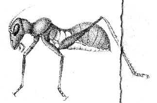 Eurycorypha fallax (Brunner von Wattenwyl, 1883): Fig. 8. nymph (body length 9 mm, pronotum 3.5 mm, hind femur 5 mm). (Otu).