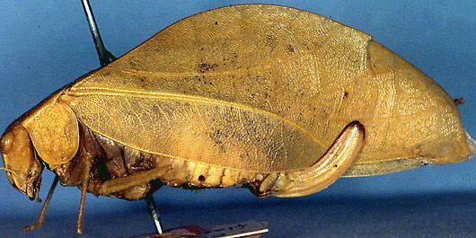 CollectionObject 1517283; 671f7471-aef5-493c-8ca6-aaa4d39e744b: female, lateral view (holotype). (CollectionObject).