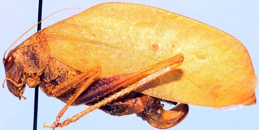 Eurycorypha kevani Chopard, 1954: female, lateral view (Kenya, Mombasa). (Otu).